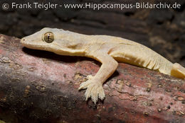 Image of Flat-tailed House Gecko