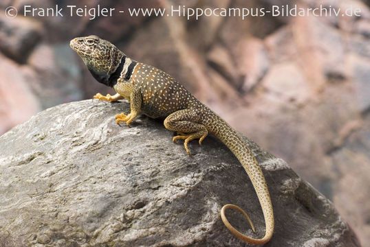 Image of Eastern Collared Lizard