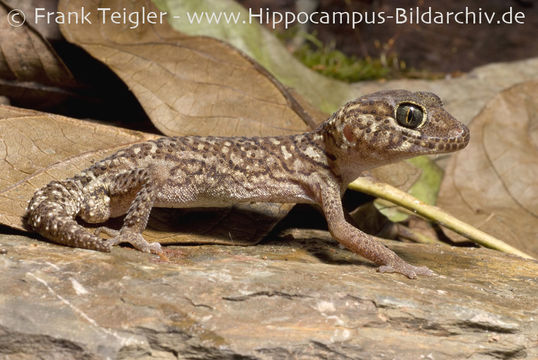 Слика од Cyrtodactylus chanhomeae Bauer, Sumontha & Pauwels 2003