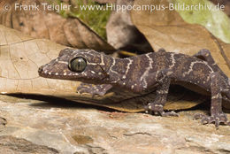 Image of Banded Forest Gecko