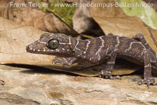 Слика од Cyrtodactylus consobrinus (Peters 1871)