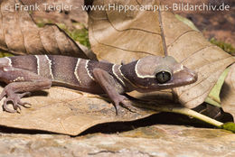Image of Malayan Forest Gecko