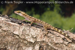 Image of Four-striped Forest Gecko