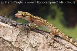 Image of Four-striped Forest Gecko