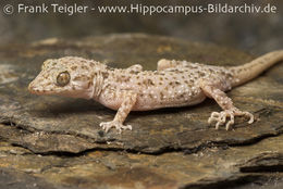 Image of Keeled Gecko