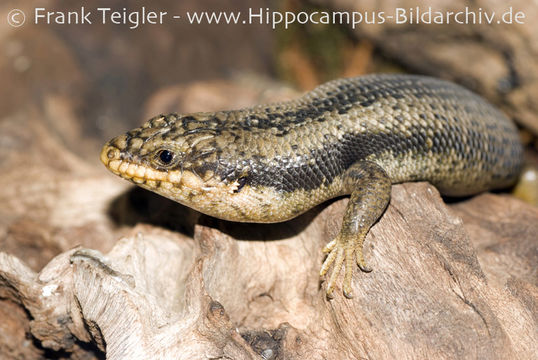 Imagem de Egernia striolata (Peters 1870)