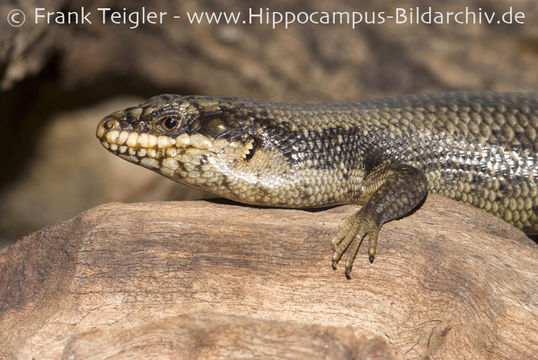 Image of Tree Skink