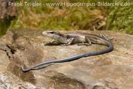 Image of Copper-tailed Skink