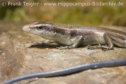 Image of Copper-tailed Skink