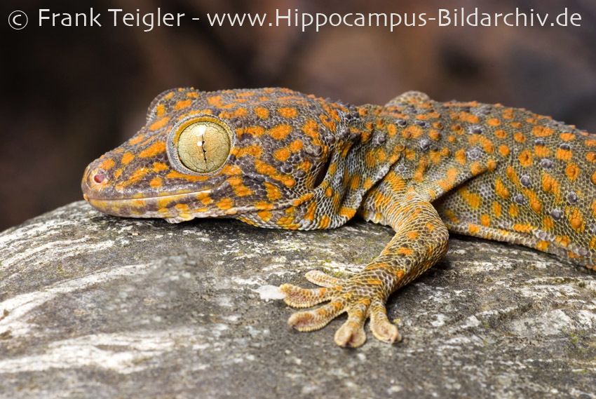 Imagem de Gekko gecko (Linnaeus 1758)