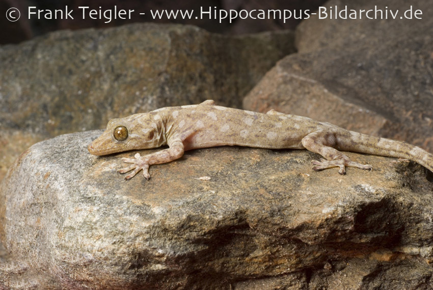 Image of Hokou Gecko