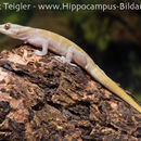 Image of Golden Gecko