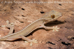 Image of Lined Gecko