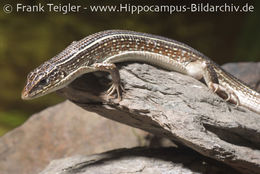 Image of Yellow-throated Plated Lizard