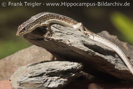 Image of Yellow-throated Plated Lizard