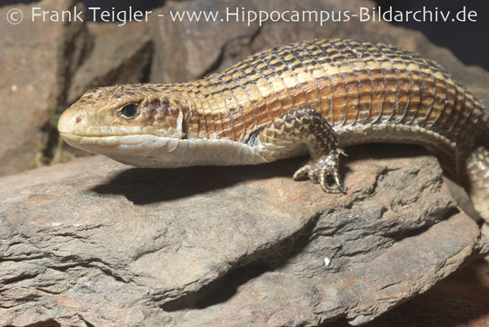 Image of Black-lined Plated Lizard