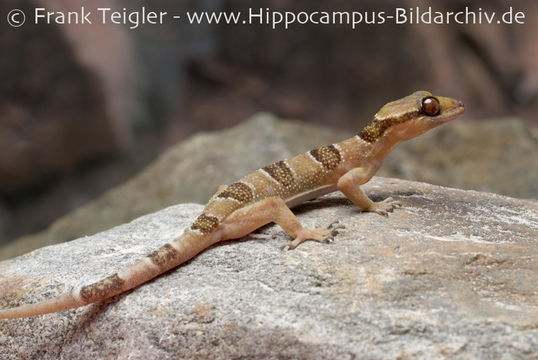 صورة Hemidactylus fasciatus Gray 1842