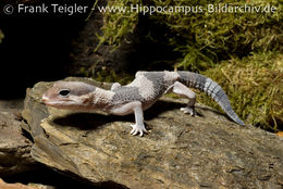 Image of Fat-tail Gecko