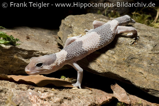 Image of Fat-tail Gecko