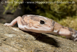 Image of Fat-tail Gecko