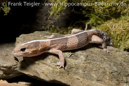 Image of Fat-tail Gecko