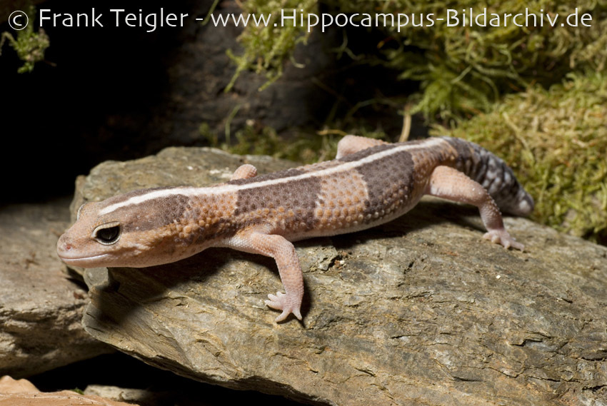 Image of Fat-tail Gecko