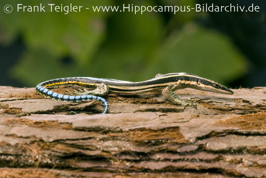 Image of Sawtail Lizard