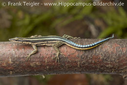 Image of Sawtail Lizard