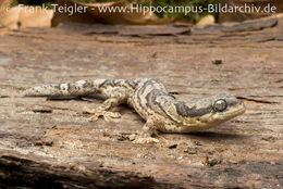 Image of Banded Velvet Gecko