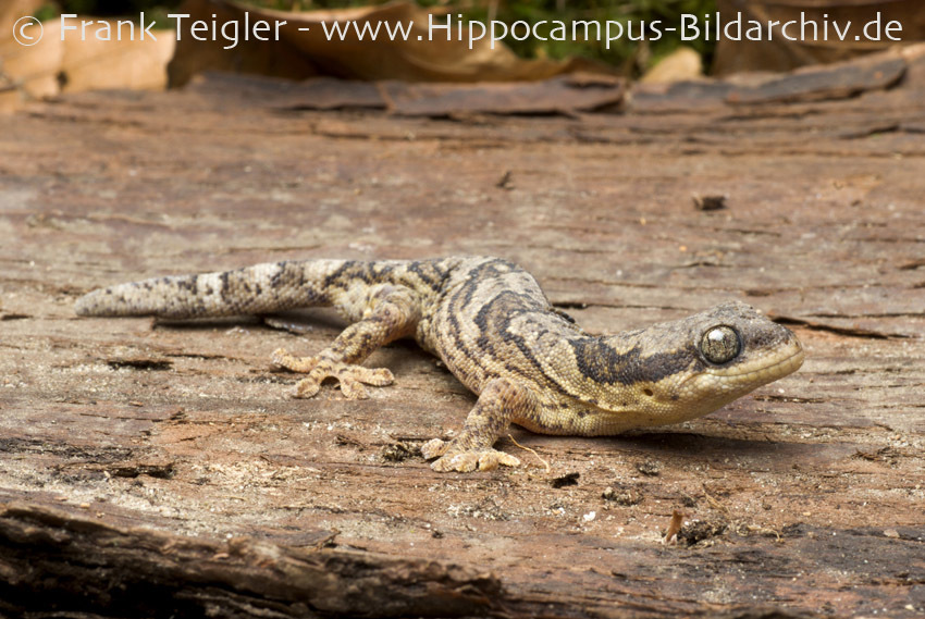 Homopholis fasciata (Boulenger 1890) resmi