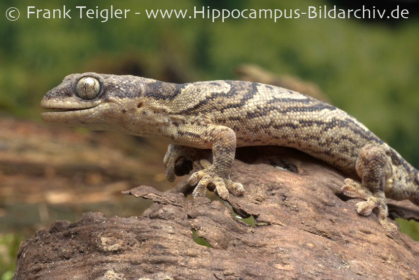 Image of Banded Velvet Gecko