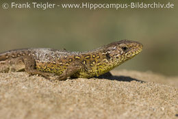 Image of Sand Lizard