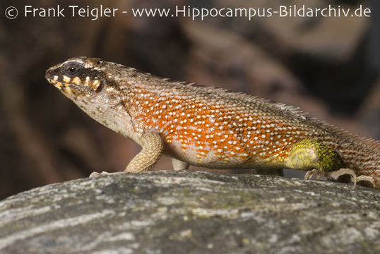 Image of Haitian Curlytail Lizard