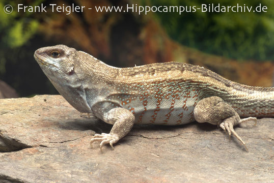 Image of Red-sided Curly-tailed Lizard