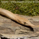 Image of Burton's Legless Lizard