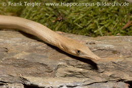 Image of Burton’s legless lizard