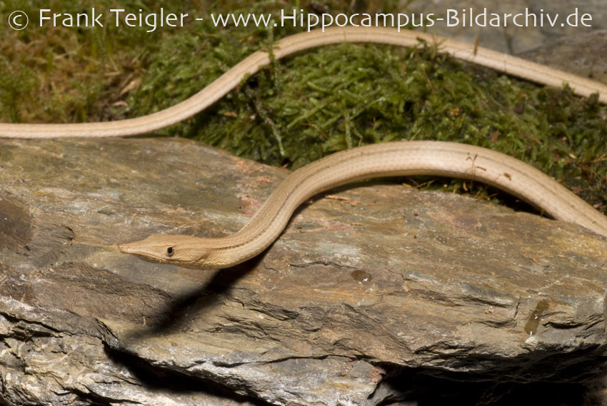 Image of Burton’s legless lizard