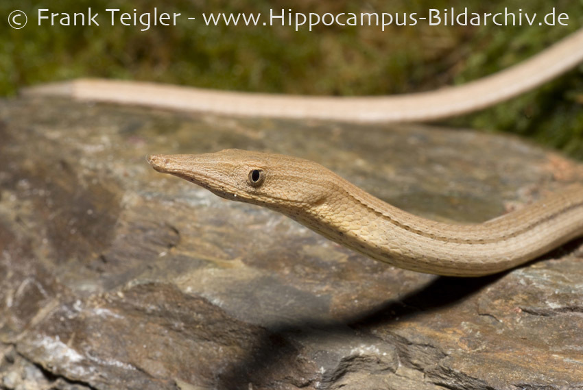 Image of Burton’s legless lizard