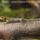 <i>Lygodactylus luteopicturatus</i> resmi