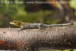 Image of <i>Lygodactylus luteopicturatus</i>