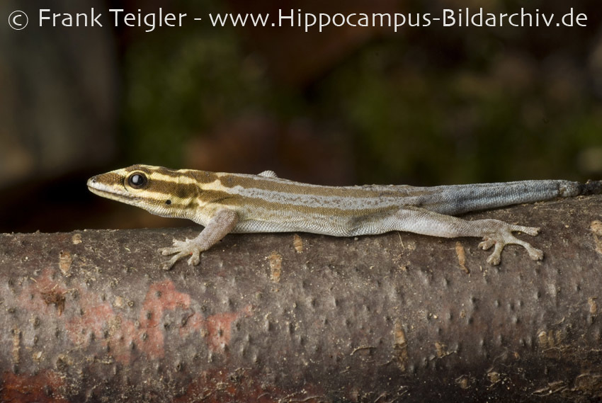 Lygodactylus kimhowelli Pasteur 1995 resmi