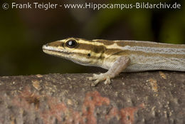 Lygodactylus kimhowelli Pasteur 1995 resmi