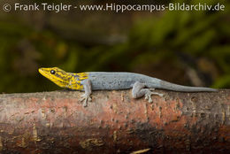 <i>Lygodactylus luteopicturatus</i> resmi