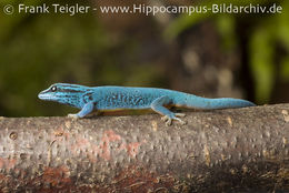 Image of Turquoise Dwarf Gecko