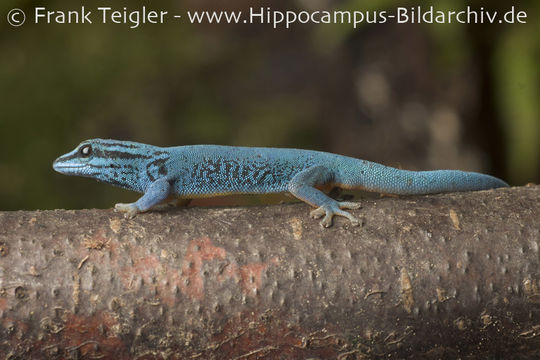 Image of Turquoise Dwarf Gecko