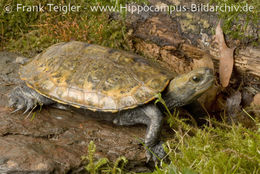 Image of Japanese Pond Turtle