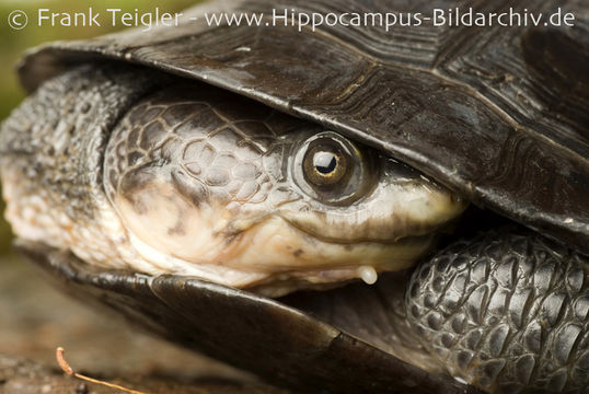 Image of Gibba (Toadhead) Turtle