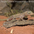 Image of Madagascar ground gecko