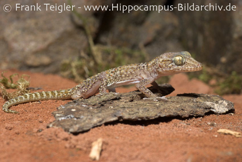 Image of Mocquard's Madagascar Ground Gecko