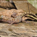 Image of Cyrtodactylus hoskini Shea, Couper, Wilmer & Amey 2011